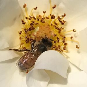 Meet your Posher, Voltaire joseph